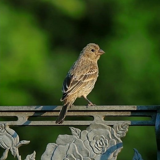 Female House Finch Call - Bird Sounds - #shorts