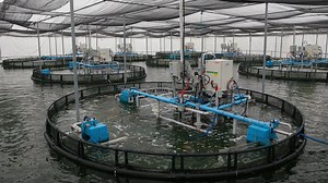 Aquaculture Innovation: Advanced Fish Farming Technology in Controlled Environments with Circular Tanks and Efficient Aeration Systems for Optimal Growth | Premium Stock Video Footage