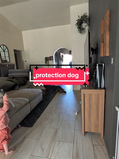 Training a Friendly and Protective Dog