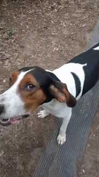 Treeing Walker Coonhound Jax Howling for a Ride to the Store