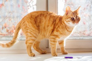 Are Laser Pointers Bad For Cats Or Good For Play? The Pros And Cons Of Playing With Laser Pointers - Ultimate Pet Nutrition