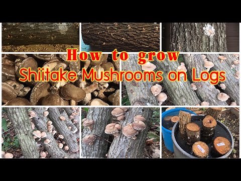 DIY How to grow Shiitake mushrooms on Logs.