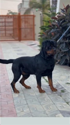 Rottweiler Dogs in Popular dogs breeds 🐕‍🦺#rottweiler #dogbreed #popular