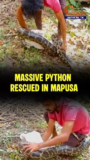 In Goa 24x7 on Instagram: "17 kilo python rescued in Mapusa! #Goa #GoaNews #Python #Rescued"