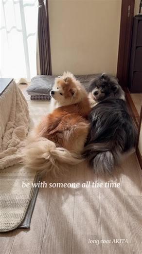 ふと見るといつも一緒 #もふもふ #秋田犬 #longcoatakita