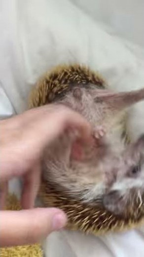 Hedgehog tickling onto tummy