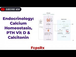Endocrinology: Calcium Homeostasis Physiology | Parathyroid hormone, Vit D & Calcitonin