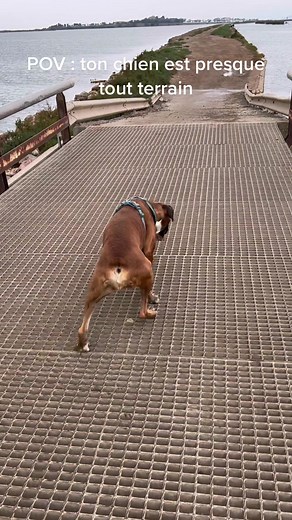 Sacré Doggy: Découvrez un boxeur tout terrain!