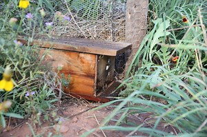 How to make a bumble bee house