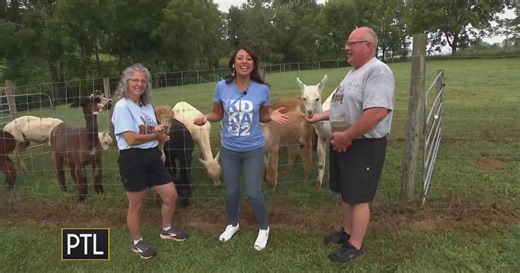 PTL is hanging out with the trendiest alpacas in Pittsburgh