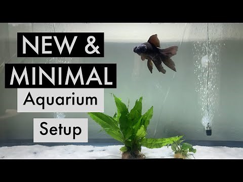 Aquarium Setup // Black Moor Goldfish