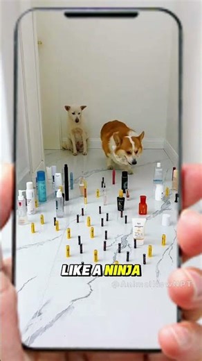 😂 Who’s the Bravest? Cat vs Dogs in the Beauty Maze Challenge!