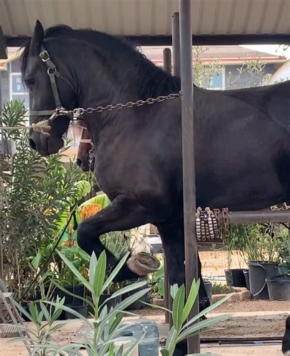 Discover the Art of Dancing Horses