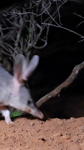 52K views · 1.9K reactions | Celebrating #NationalBilbyDay with five...