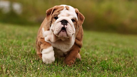 Vast majority of online puppy ads are fraudulent, report shows