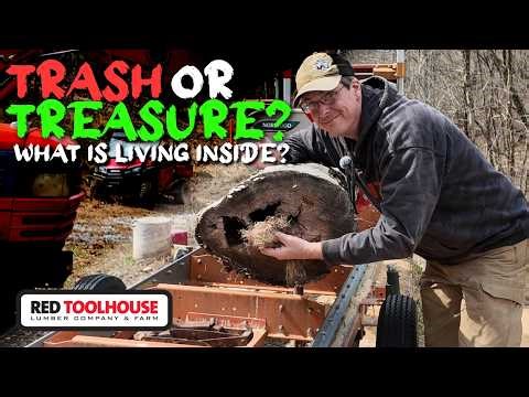 What Was Hiding Inside This Rotted Log?