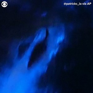 3.7K views · 97 reactions | GLOWING DOLPHINS: Dolphins were spotted glowing as they swam through blue bioluminescent waters in Southern California recently. The phenomenon is caused by photosynthetic plankton blooms that have been occurring more frequently, according to Jessica Roame with Davey's Locker Whale Watching. | WCAX-TV | Facebook