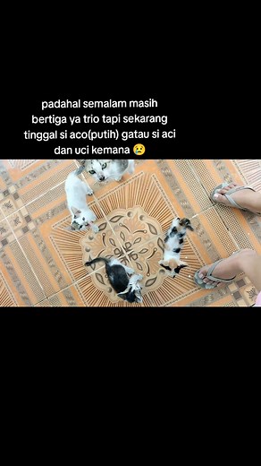 doain aci dan uci ketemu kasian bgt masih kecil #cat #catlovers #kucinghilang #kucing