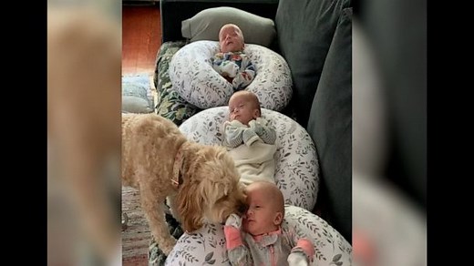 Our hearts are exploding watching this dog love on these 2-month-old triplets