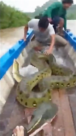10 Seconds of Amazon Panic — Giant Catfish Jump In… Then an Anaconda Lunges 😱