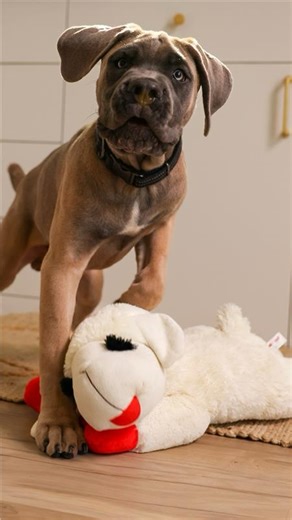 Executive order: 20% OFF EVERYTHING with code SAVE20 at Petco this weekend because the best deals deserve zoomies! **Exclusions apply. Offer valid in-store & online, now through 2/16. | Petco