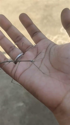 Stick insect✨🤎🌱🌿#entomology#stickinsect#plants#gardening#agriculture#naturelovers#naturephotography