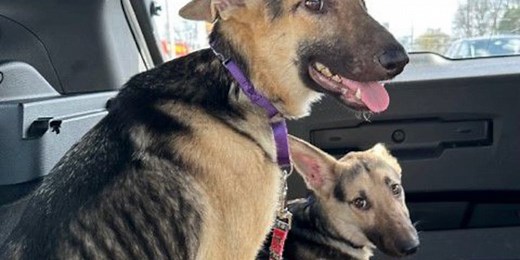 Prison foster program helps two dogs in need of extensive medical care