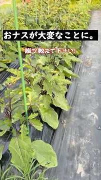 【青枯病】おナスに異変！この時期はこの症状に注意！【半身萎凋病】#家庭菜園 #畑 #農業 #ナス #半身萎凋病 #青枯病 #初心者