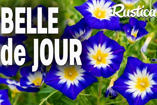 Cultivez la belle de jour : astuces pour un jardin éclatant !