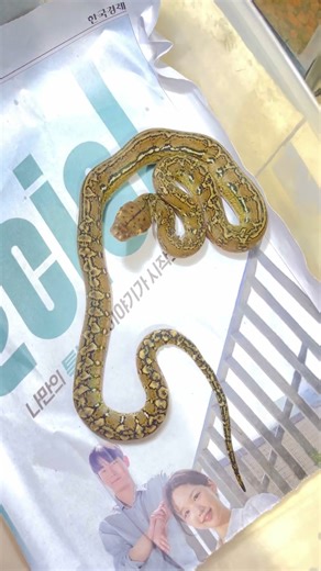 Marble Super Dwarf Retic #reticulatedpython #retic #snake #reptiles