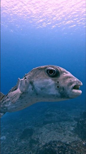 A Pufferfish With the Biggest Eyes I’ve Ever Seen 👁I’ve had some wild encounters underwater…