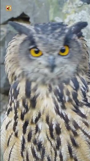 Eurasian eagle-owl sound