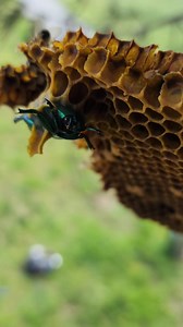 6.6K views · 94 reactions | Have you ever seen ornate beetles used as decor in a hive?!  This huge hive was hanging 2 stories high in a tree and THIS is what we found  See what else we found here  https://story.snapchat.com/p/4e9c084f-762c-40c3-ac2c-ba47d792c932/1436232811071488 #bees #bugs #beetles #insects #nature #animals #wildlife #art #interesting | Mr. Mrs. Bee Rescue | Facebook