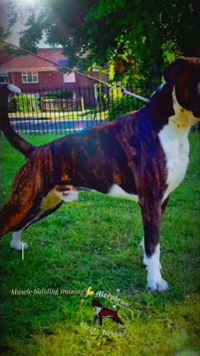 Muscle-building training 💪 #boxerdog #funnyreels #boxer #jmorpheusboxerkennel #fyp #dog #training #dogs #dogslife #jmorpheusboxerkennel #funnyreels #boxer #boxerdog #fyp #dogs #Training #dogslife #imstagram #streettraining #BestBody #musclebuilding #bodybuilder | J Morpheus Boxerkennel