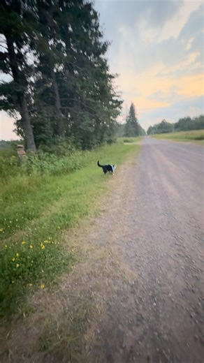 Jack Spicer on Instagram: "Meowdy purrtners. The inspector was spooked by something 😬 If you’re a fan of Jack Spicer’s kitty cat cowboy content please consider subscribing or joining his Patreon linked in bio 😊 everything helps ❤️ #cat #cats #catlover #catsofinstagram #catlovers #cats_of_instagram #kittycat #tuxedocat #kitty #catlife"