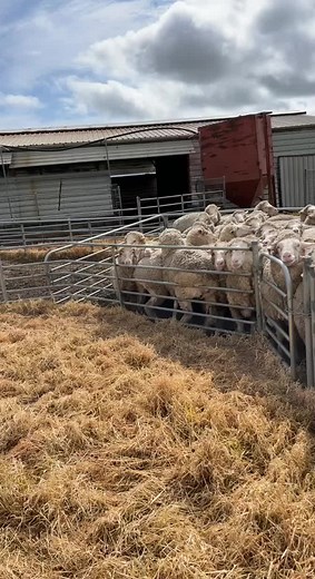 #workingkelpiesoftiktok