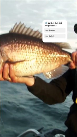 The Finale! Red Snapper in Our Hands 🐟💪 (Part 2)