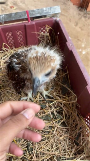 ស្ទាំងសមុទ្យ​ #animals #bird #birds #parrot #pets #hawk #eagle #pigeon #dog #KRPets #squirrel #dove