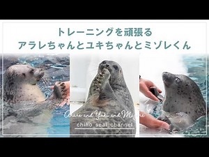 【まるすぎるアザラシ】 トレーニングを頑張るアラレちゃんとユキちゃんとミゾレくん（Ringed seal / Arare and Yuki and Mizore）