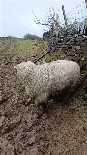 🌱 Why Small-Scale Farming Matters Our animals aren’t numbers — they’re part of our daily life. We know: • Which field they’ve grazed • How they’ve been fed • When they need moving • When they need shelter • When it’s time to say goodbye That care shows in the meat. Small-scale farming means: ✔ Better welfare ✔ Lower food miles ✔ Full traceability ✔ Better flavour It’s slower. It’s harder. But it’s worth it. | Unthank Hall Traditional Meats