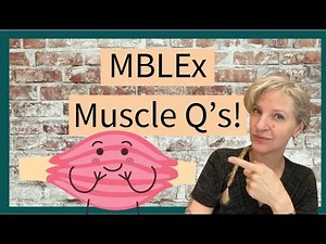Test Your Muscle Knowledge! MBLEx Kinesiology Questions for Massage Students