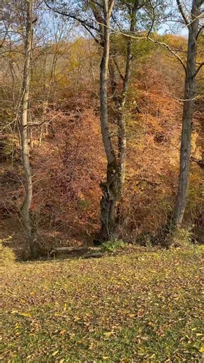 Autumn Trees | Calm Fall Scenery #nature #forest #shorts