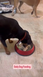 Feeding our dogs! | Sonya and Animals