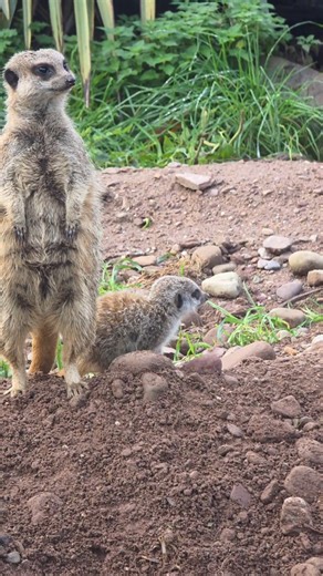 While temporarily closed to the public, life at the Wildlife Park continues, check out the two young meerkats, who have been very active exploring their habitat. The two meerkat pups, were born on the 16th of October to mother Biggy and dad, Snaggle, who are the dominant breeding pair within the clan. During the temporary closure our animal care is continuing diligently behind closed doors. To continue to support Fota Wildlife Park, please visit our website for information about how you can dona