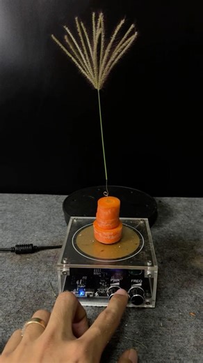 Lighting + carrot + plant