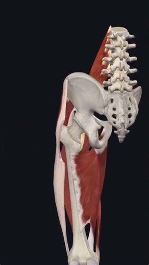 Hip mobility 3D model | why hip mobility important | #neurosynergy #anatomy