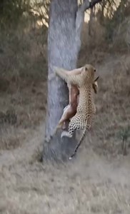 10K views · 66 reactions | The leopard carries its prey up a tree when a spirit hyena rushes to snatch it | Give And Take | Facebook