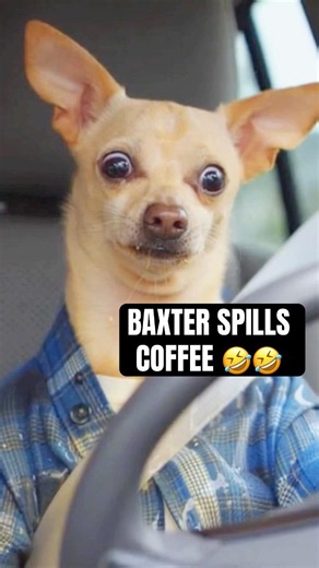 Why is Baxter’s Car So Small?! 😳 #funnydogs #viralshorts #trending #foryoupage