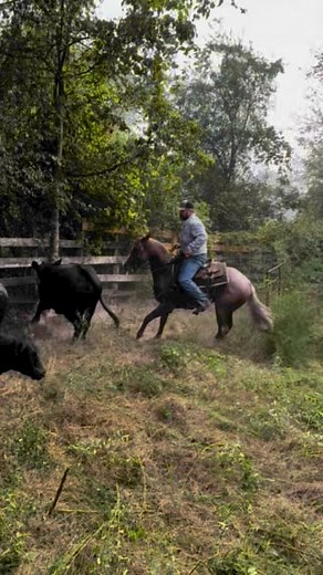 890K views · 10K reactions | Hip 2 6 Year Old gelding that’s an own son of Lil Spoon out of a Smart Aristocrat mare. He was started in a cutting program and has since been used outside. He’s been in the best hands and it shows! If you’re looking for a sorting or roping prospect here he is. He sells Saturday, September 21st, at East Texas Livestock- Crockett, TX at 12 noon Online bidding available through www.dvauction.com | Weiterman Cattle Sales | Facebook