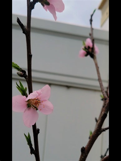 My peach tree is now showing signs of life & she has also bloomed how amazing. Spring has officially sprung in my backyard 🌸🍑 Peach flowers are so beautiful too 🫶🏿🌱 #vegetablegarden #backyardgarden #spring #gardenproject #gardentok